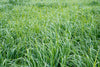Native Grass Seed Blend - Big Bluestem, Little Bluestem, Indiangrass, RC Big Rock Switchgrass