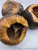 Talami Pod