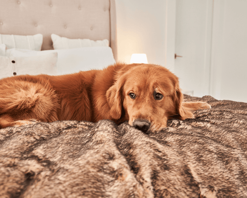 PupProtector™ Summer Short Fur Waterproof Throw Blanket - Sable Tan