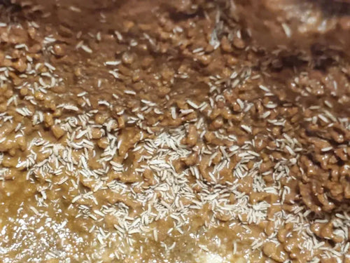 4oz Choose Your Own Springtails (LIVE SHIPMENT ADDON ONLY)