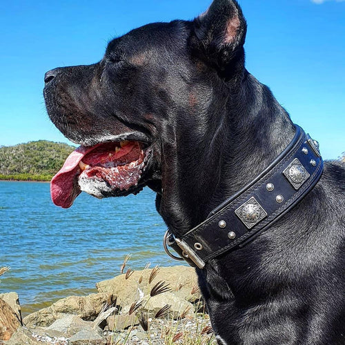 The all Black Eros collar 2.5 inch wide