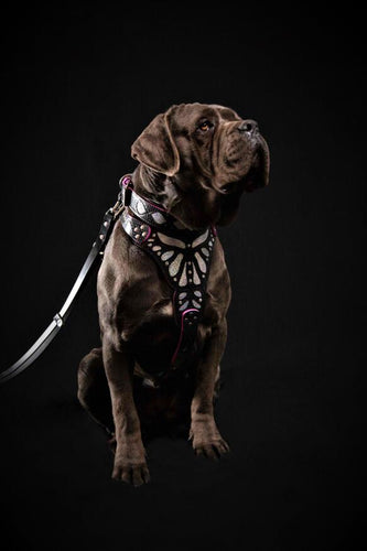 The ''Ariel'' harness