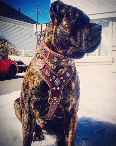 The Aztec big dogs harness BROWN