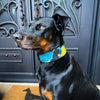 Batman & Catwoman Limited Collar