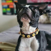 The Bijou handmade puppy collar