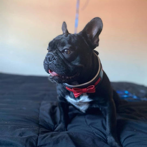 The Bowtie collar black