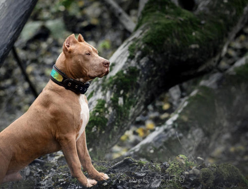 The ''D`Albertis'' collar