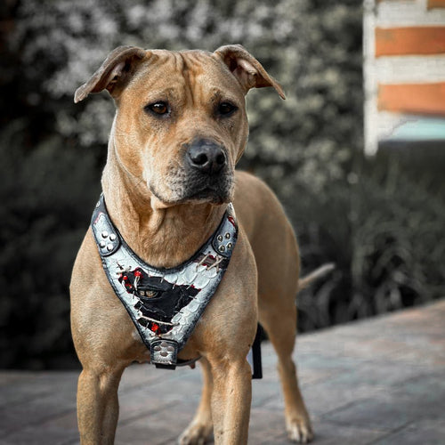 The “Dragon's Eye” Harness LIMITED! Halloween Collection