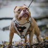 The “Dragon's Eye” Harness LIMITED! Halloween Collection
