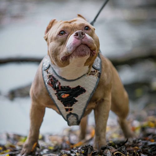 The “Dragon's Eye” Harness LIMITED! Halloween Collection