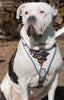 The “Dragon's Eye” Harness LIMITED! Halloween Collection