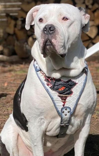 The “Dragon's Eye” Harness LIMITED! Halloween Collection