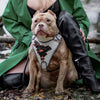 The “Dragon's Eye” Harness LIMITED! Halloween Collection