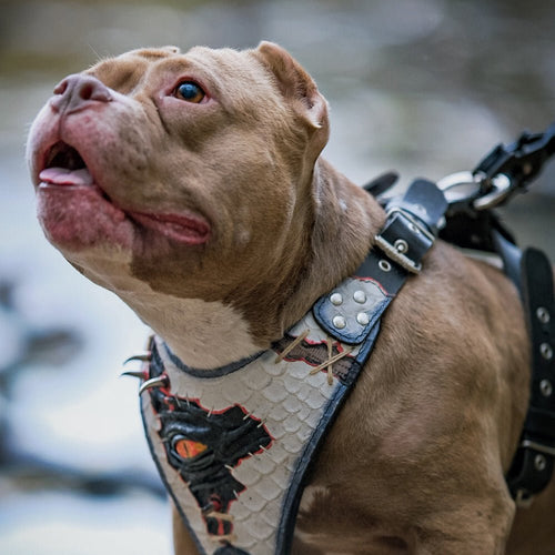The “Dragon's Eye” Harness LIMITED! Halloween Collection