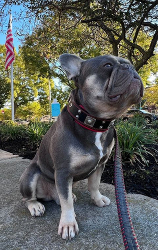 The Eros collar 2 inch wide