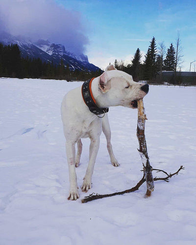 The Eros collar 2.5 inch wide black & orange