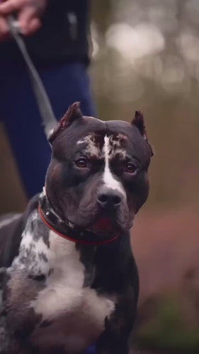 The Eros collar 2.5 inch wide black & orange