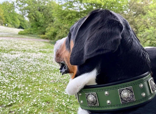 The Eros collar 2.5 inch wide Green