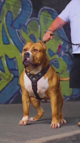The Eros harness black & red