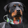 The “Ghostbuster” collar -LIMITED Halloween Collection