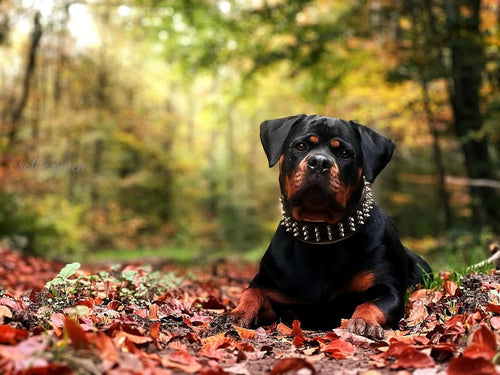 The Gold Giant collar classic model