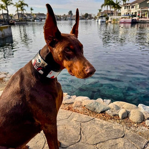 The Harley Limited Collar