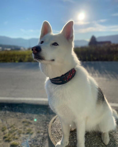 The Haunted'' collar LIMITED Halloween Collection