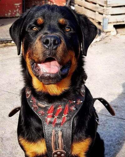 The ''Haunted'' harness LIMITED Halloween Collection