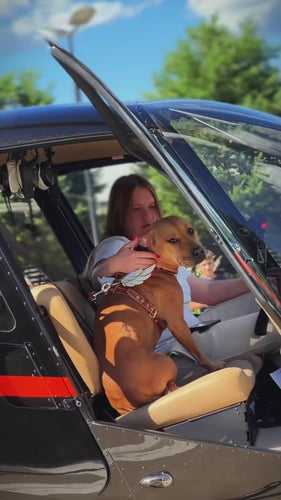 The Hermes leather harness - Small to Medium Size