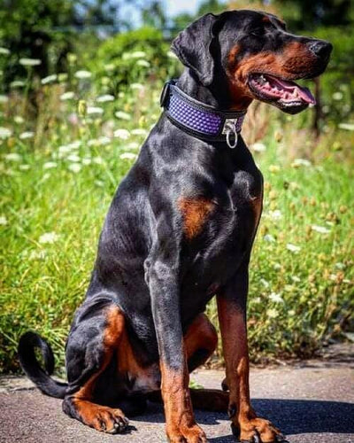 The ''Hexagon'' LIMITED collar exclusive design