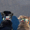 The Joker Limited Collar Exclusive Halloween Collection