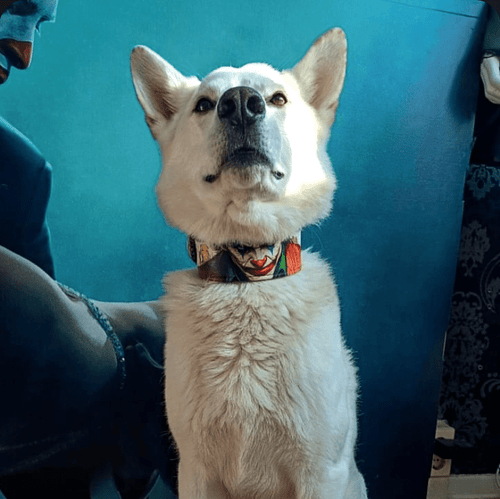The Joker Limited Collar Exclusive Halloween Collection