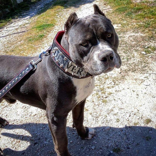 The Kennel collar- personalized!