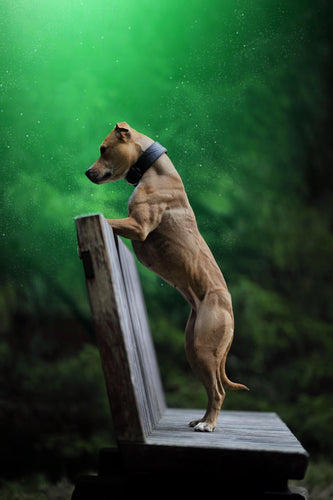 The Korona collar BLACK EDITION