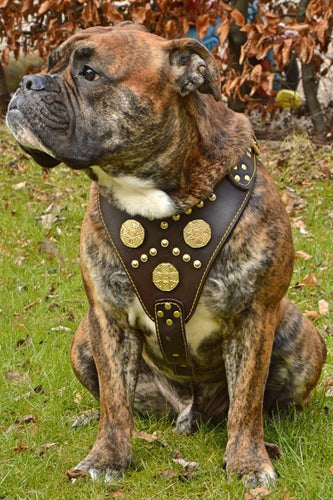 The Maximus brown harness