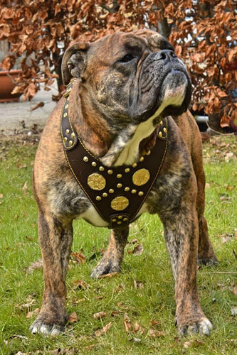The Maximus brown harness