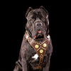 The Maximus brown harness