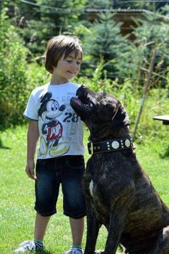 The Maximus collar 2.5 inch wide black & gold