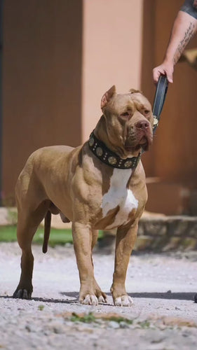 The Maximus collar 2.5 inch wide black & gold