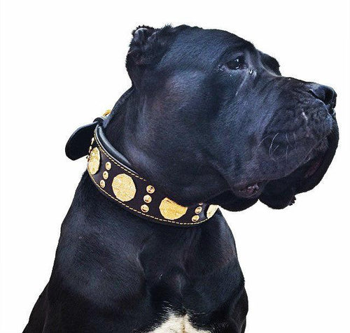 The Maximus collar 2.5 inch wide black & gold