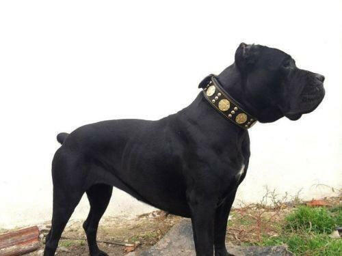 The Maximus collar 2.5 inch wide black & gold