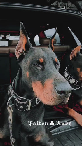 The Maximus collar 2.5 inch wide black & silver