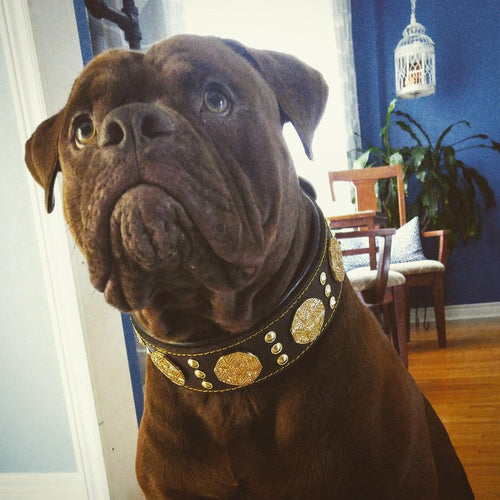 The Maximus collar 2.5 inch wide brown & gold