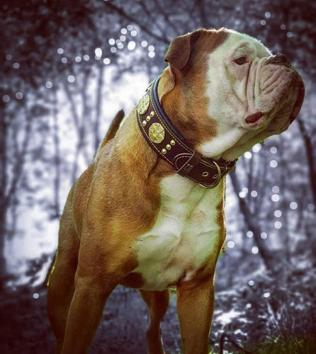 The Maximus collar 2.5 inch wide brown & gold