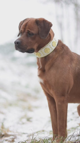 The Maximus collar 2.5 inch wide white & gold