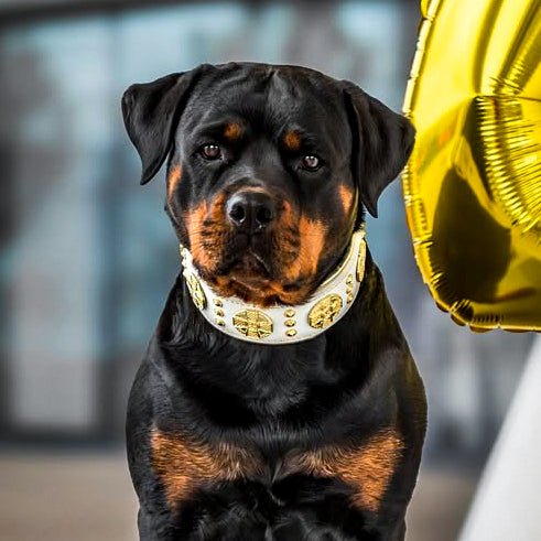 The Maximus collar 2.5 inch wide white & gold