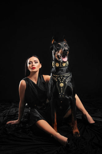 The Maximus harness Version 2