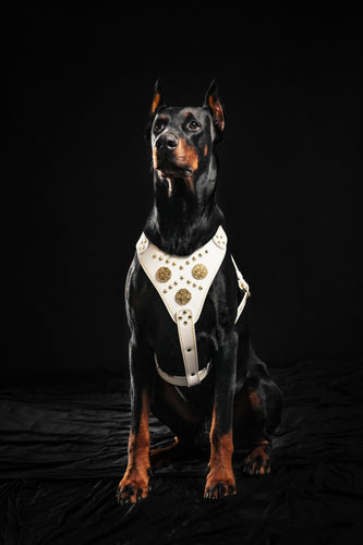The Maximus harness White