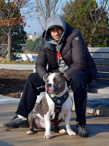 The Maximus silver harness genuine leather