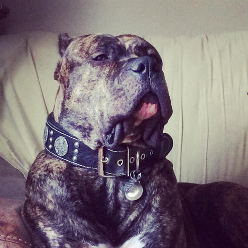 The Maximus Silver leash by Bestia